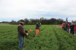 carrot field day
