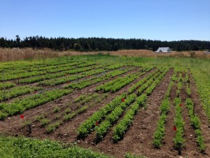 Carrot Improvement for Organic Agriculture (CIOA) weed competitiveness trials. Copyright OSA.