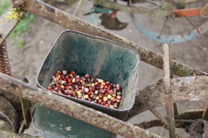 corn-colored-seeder