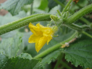 cucumber-male-flower