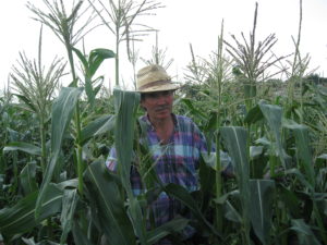 martin-corn-field