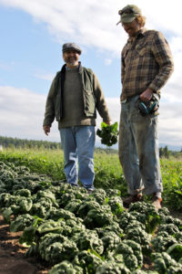 John Navazio (formerly of OSA) and Marko Colby of Midori Farm evaluate 'Abundant Bloomsdale' spinach