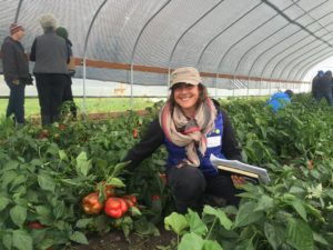 Shaina Bronstein of Vitalis Organic Seeds inspects bell peppers as part of the Northern Organic Variety Improvement Collaborative (NOVIC) 