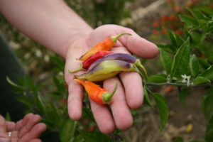 Breeding diverse varieties like these peppers, bred at the Student Farm at UC Davis, is increasingly important for organic growers Photo credit: Aubrey White, UC Davis 