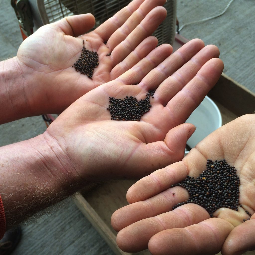 Regional Seed Systems - Organic Seed Alliance