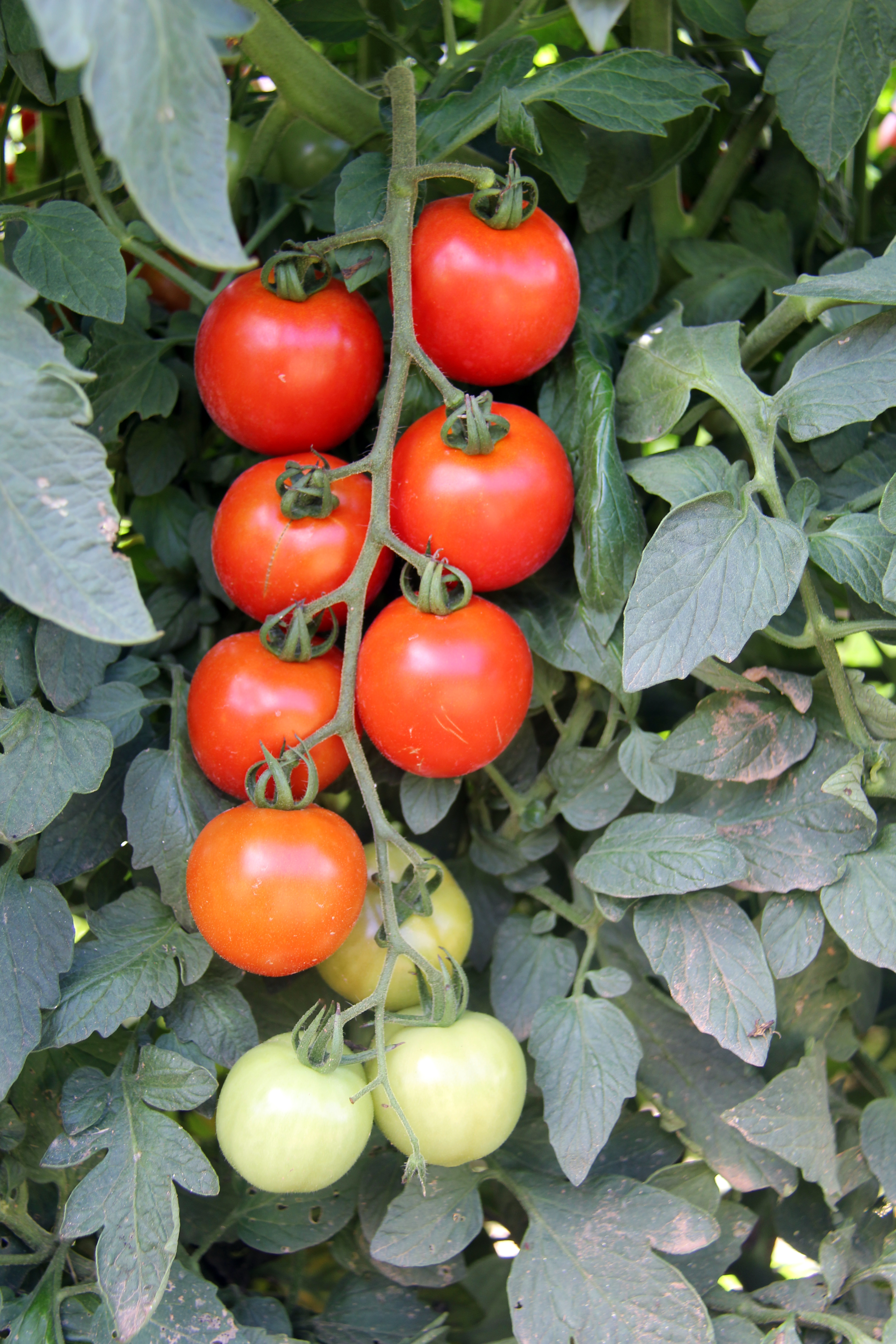231 show original title Details about  / Mirabell Tomato Tomato Seeds NEW 2020 Harvest Organic Cultivation No