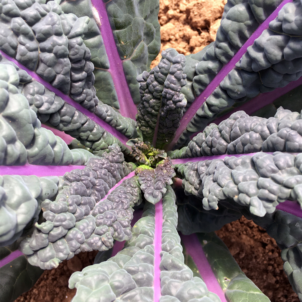 kale-closeup