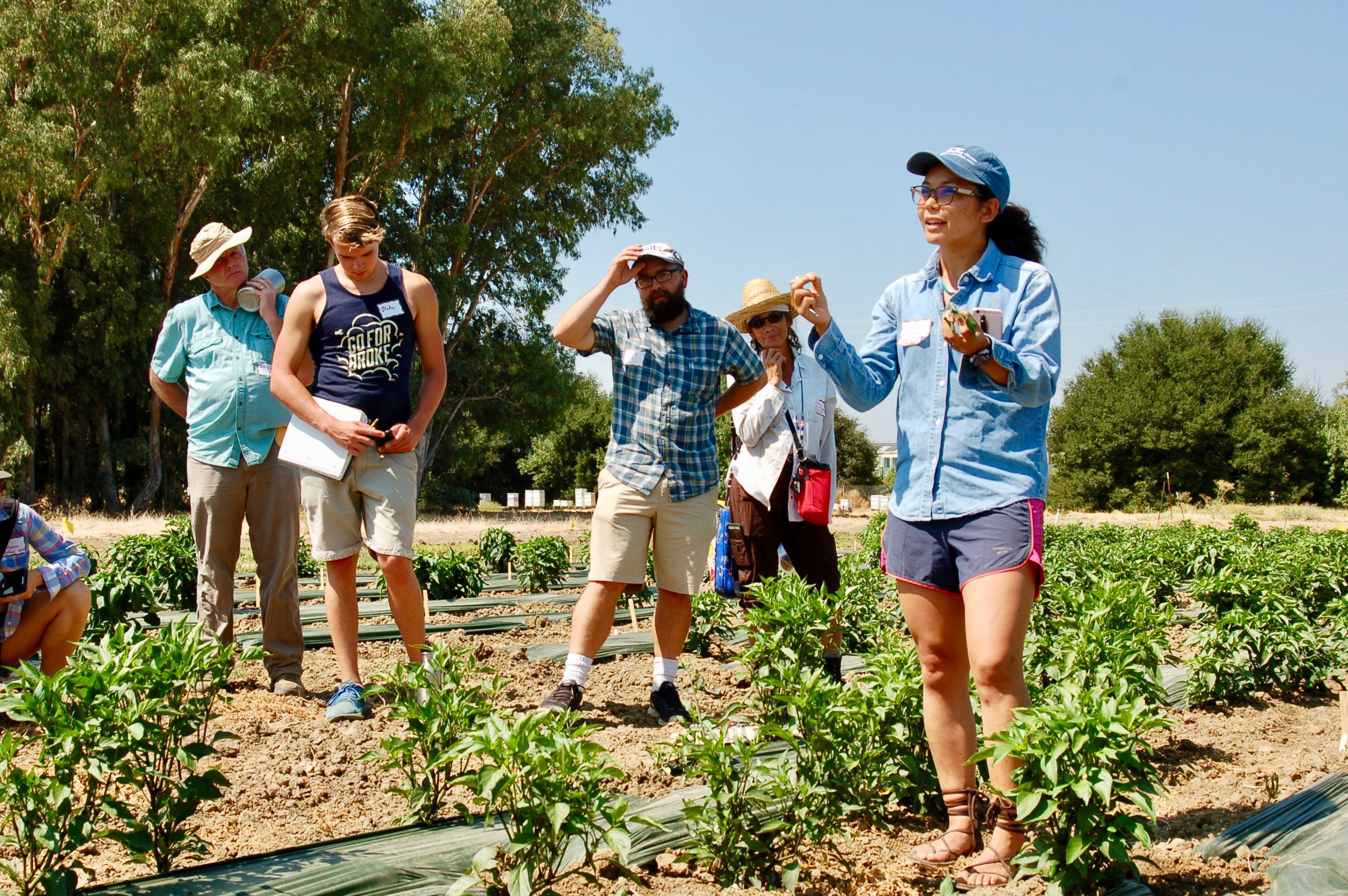 Participants of an August 2017 seed intensive hosted by the University of California - Davis and Organic Seed Alliance learn about organic pepper trials