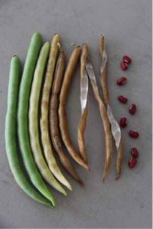 Beans Seed 15 Seeds French Bean Kidney Bean Phaseolus Green Vegetables Seed C120 