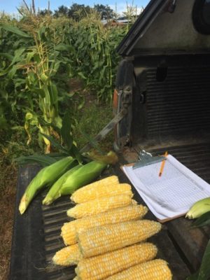 Sweet Corn Seed Production: Quick Reference - Organic Seed Alliance