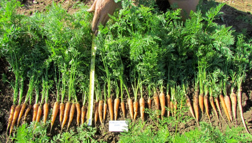 california carrot cropproblem with supply due to weather