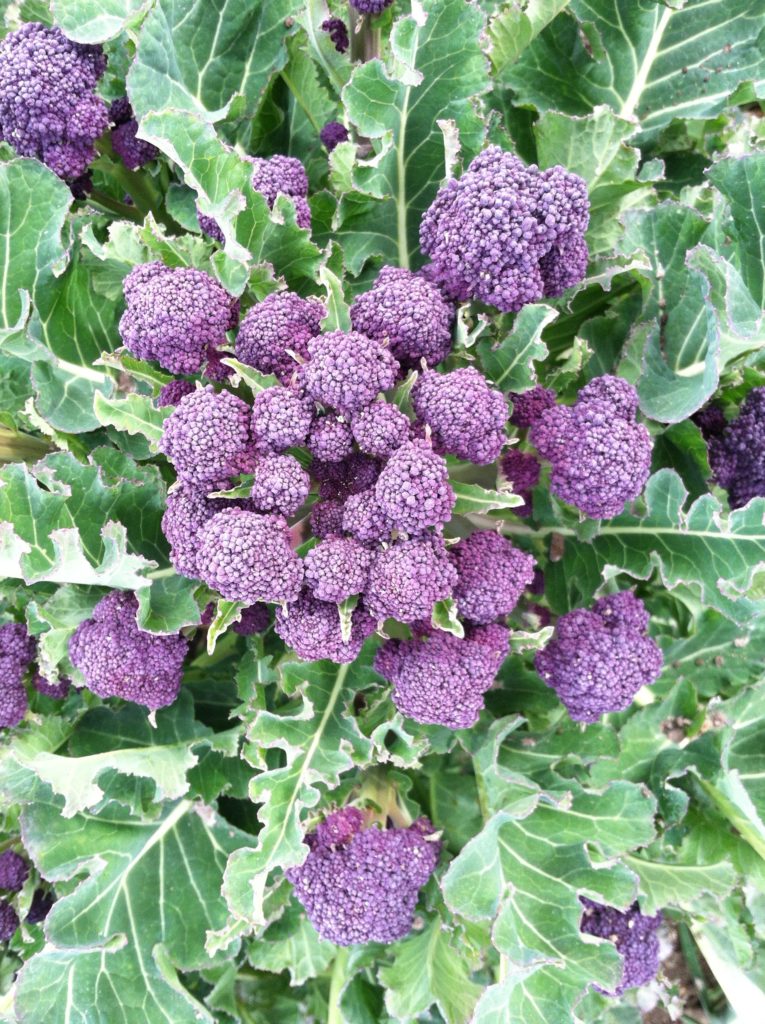 Purple Sprouting Broccoli_3-26-13