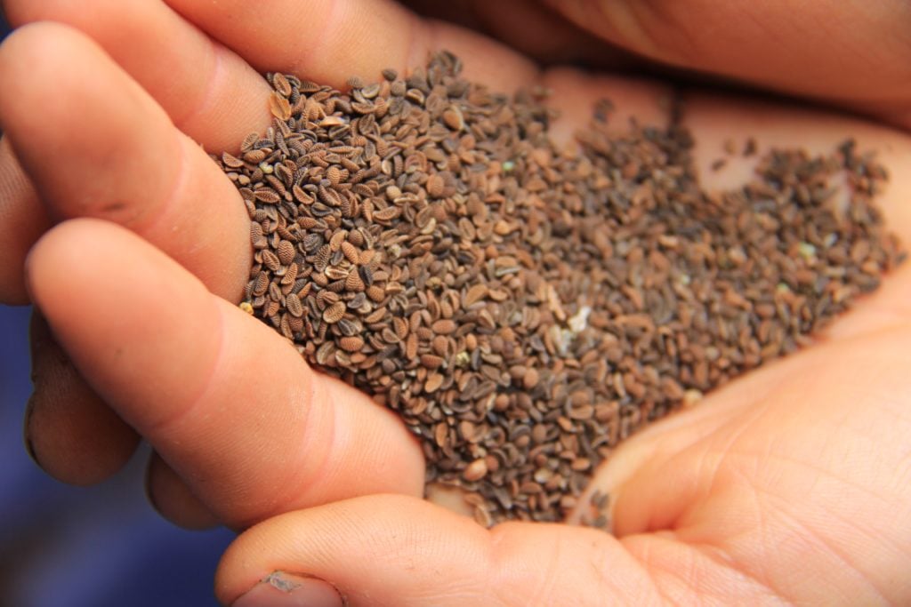 Help Us Put the Power of Seed in the Hands of Farmers - Organic Seed ...