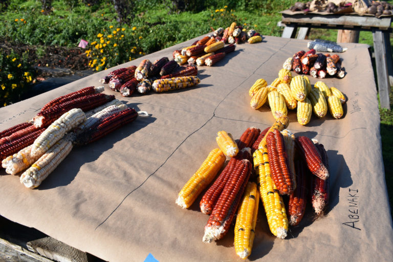 research-field-day-2019_corn-table