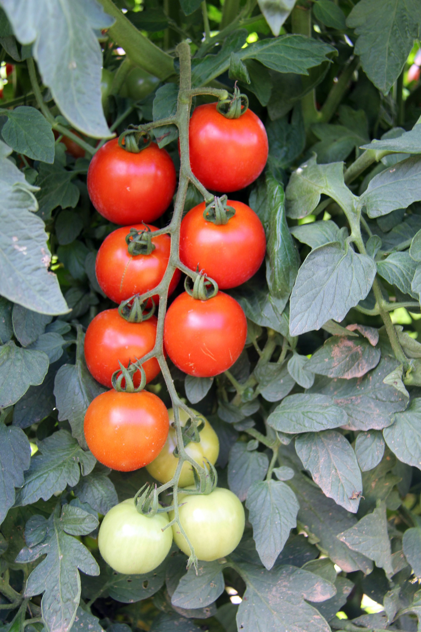 20 Red Stripe Peach Tomato Seeds Lycopersicon Esculentum Organic Vegetables 