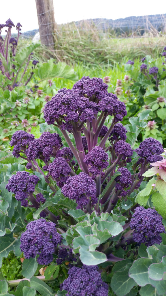 PURPLE EARLY 1200 Seeds SPROUTING BROCCOLI ..crops February, March, April 