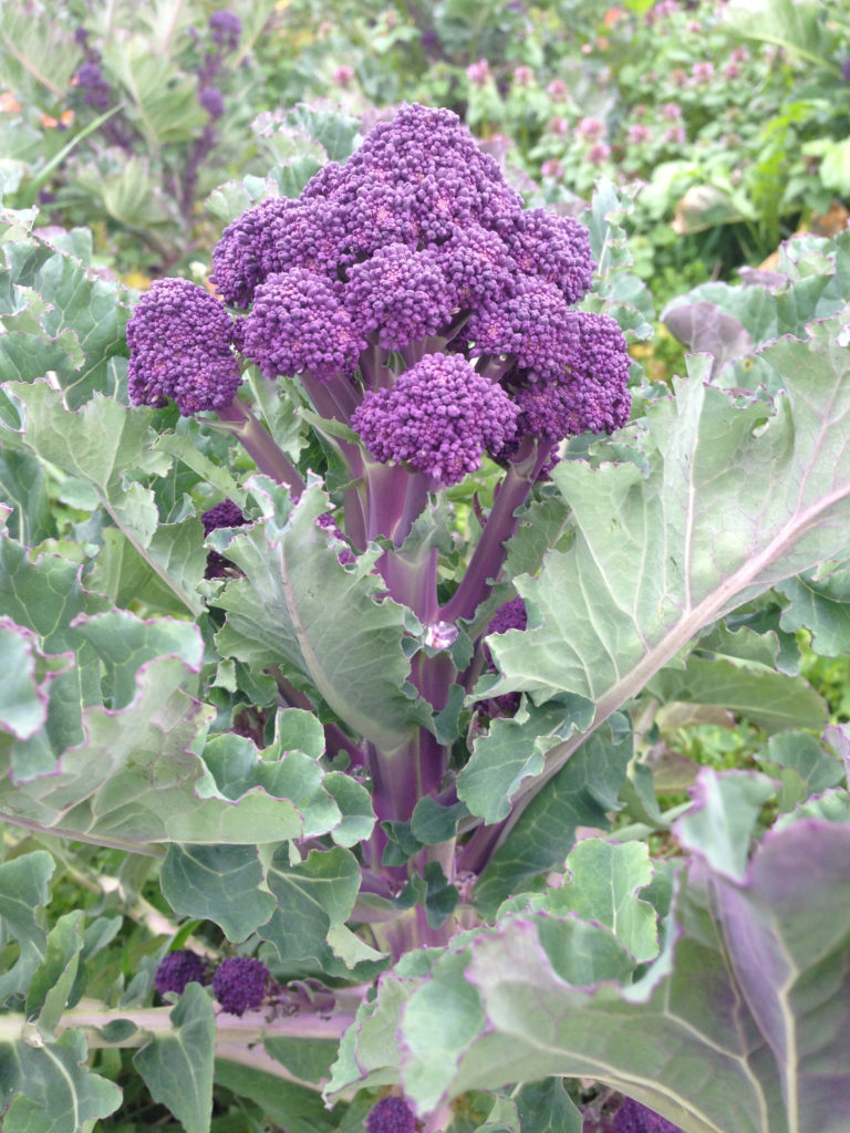 What Is Purple Broccoli? Health Benefits & Why Use It