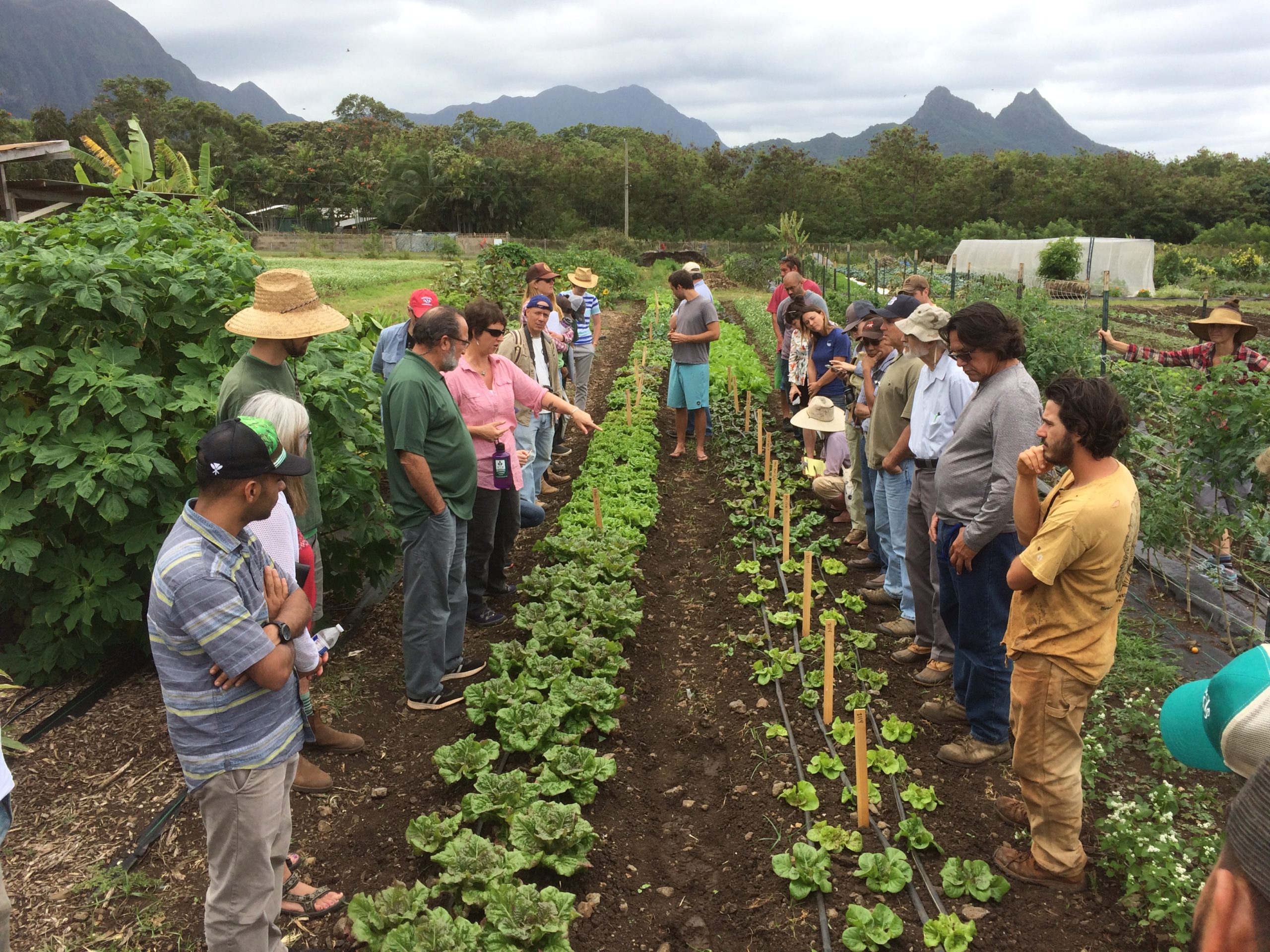 Hawai'i Organic Seed Summit Organic Seed Alliance