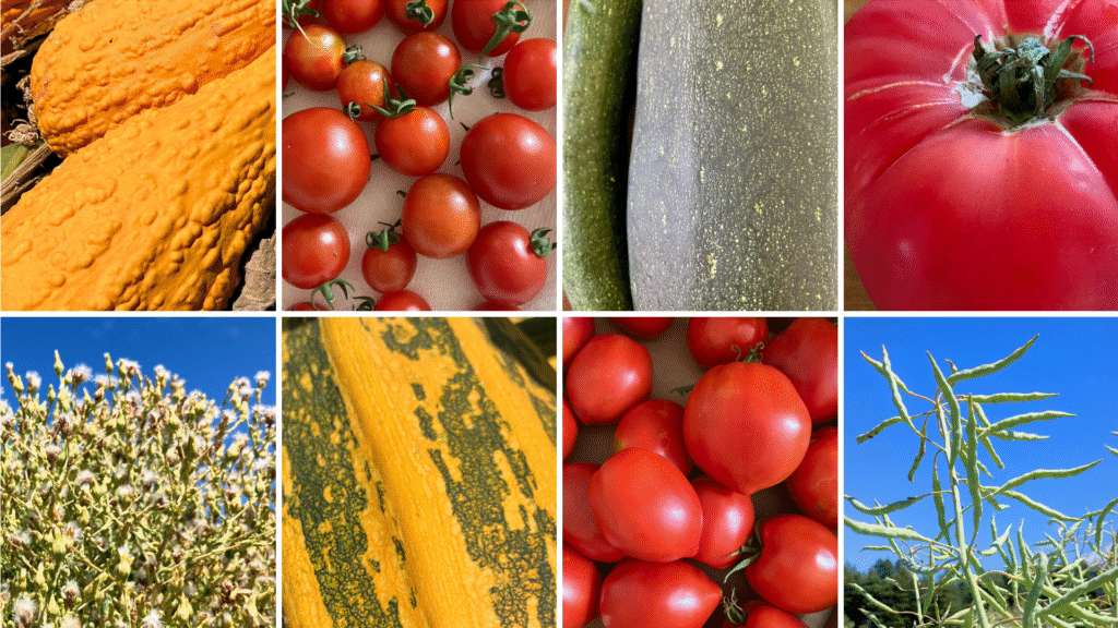 Collage of autumn harvest plants and vegetables: top row shows close-up of warty orange squash, cluster of small red cherry tomatoes, dark green zucchini, and a large red heirloom tomato. Bottom row shows fluffy seed heads against a blue sky, striped green-and-yellow squash, pile of red roma tomatoes, and slender green seed pods with blue sky background.