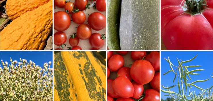 Collage of autumn harvest plants and vegetables: top row shows close-up of warty orange squash, cluster of small red cherry tomatoes, dark green zucchini, and a large red heirloom tomato. Bottom row shows fluffy seed heads against a blue sky, striped green-and-yellow squash, pile of red roma tomatoes, and slender green seed pods with blue sky background.