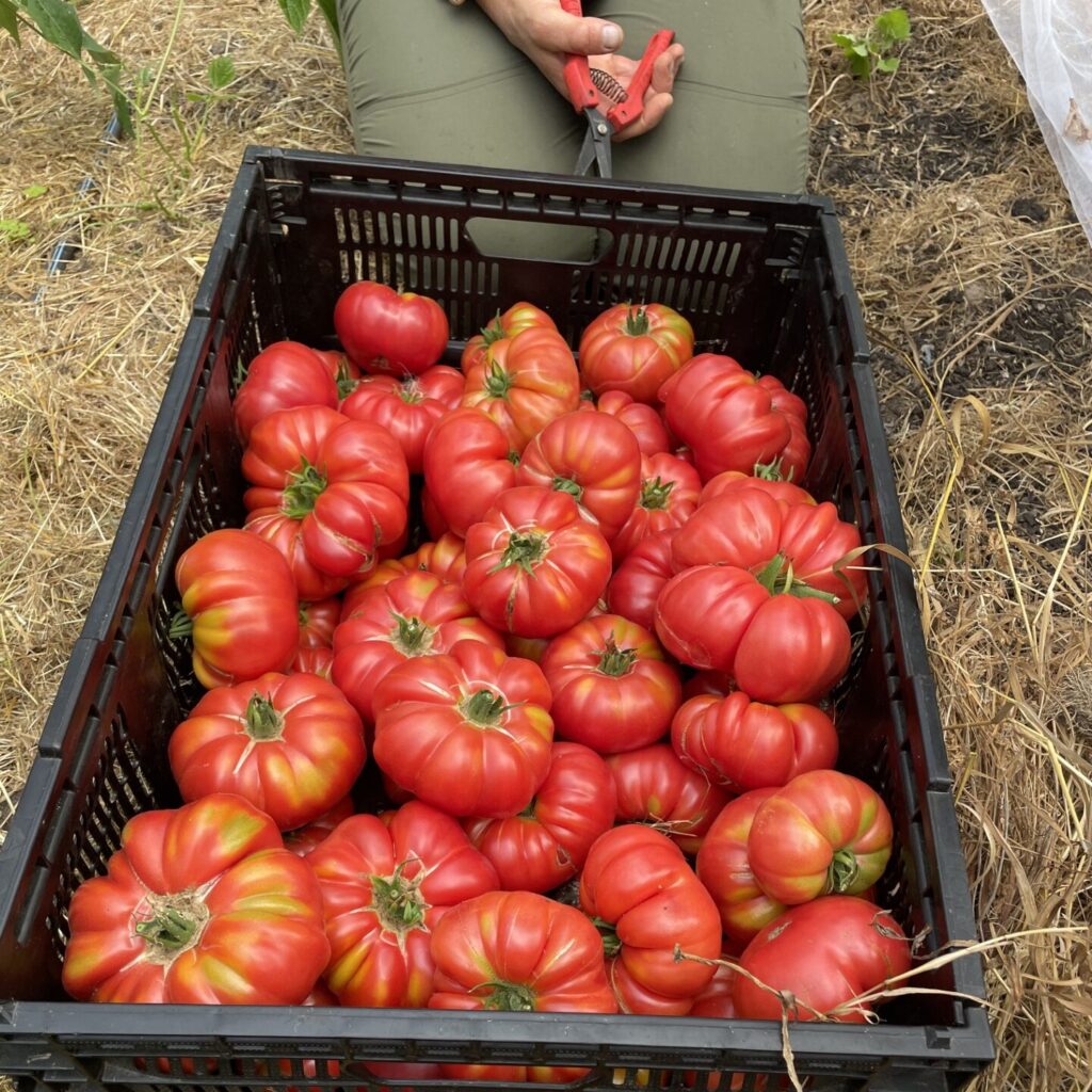 An overhead view of a black crate filled with red and orange tomatoes on a field of dry grass and straw. The tomatoes are Banadura baladiyya, a Palestinian heirloom variety. There are a few green plants visible, as well as a black irrigation pipe running along the ground. A person's feet in green boots and blue jeans are in the foreground, near the crate.