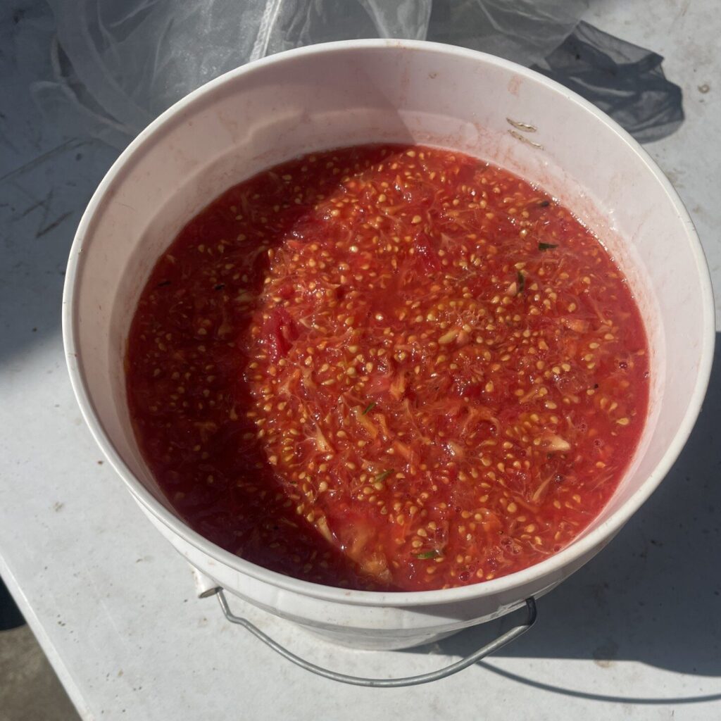 A top-down view of a white plastic bucket filled with a red, pulpy mixture of tomato seeds, skins, and pulp. The bucket is sitting on a white table under bright sunlight.