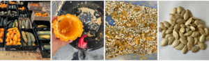 collage of squash seed harvest and cleaning