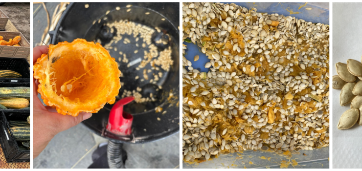 collage of squash seed harvest and cleaning