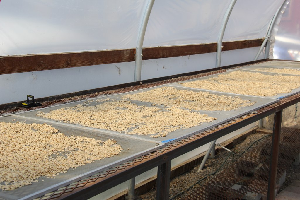 Cleaned organic seeds drying on mesh screens in a seed saving hoop house.