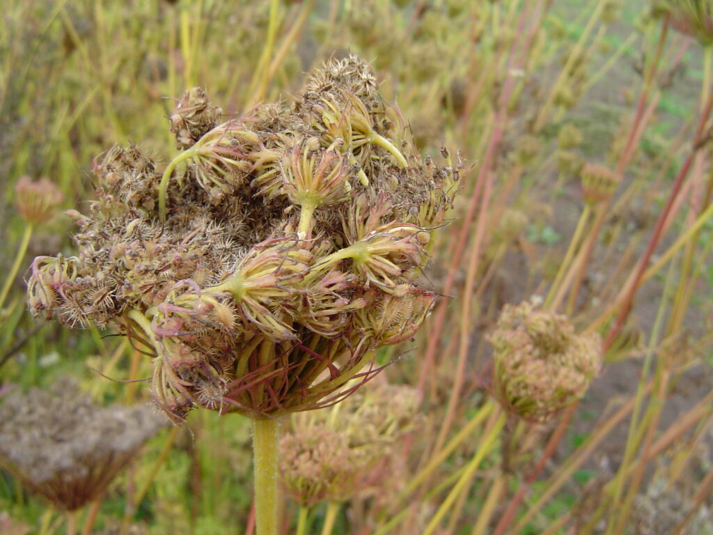 Close-up of a dried carrot seed head (umbel) in a field. Organic dry-seed harvesting.