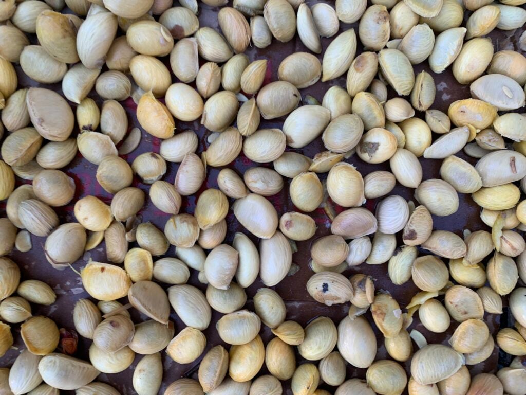 Close-up of wet, creamy-colored seeds after processing but before drying. Wet-processed seed cleaning.