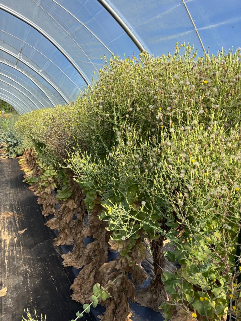 Lettuce plants bolting to seed inside a high tunnel, showing flowers and dry seed heads. Organic lettuce seed production.