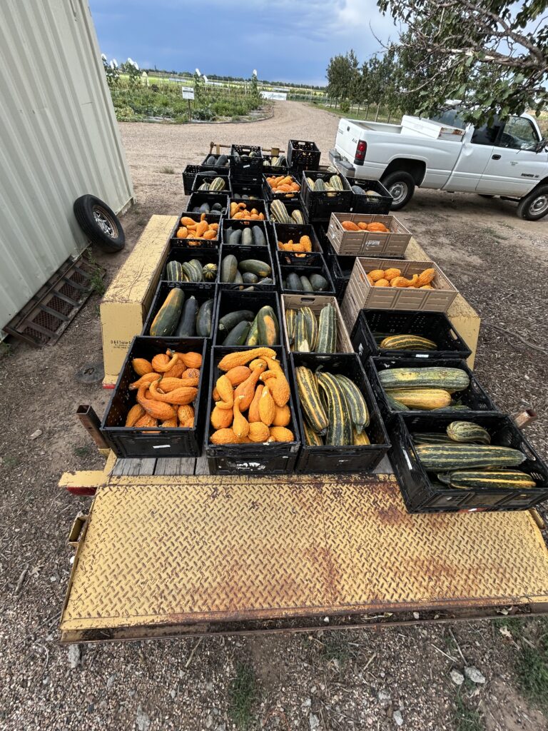 Harvested organic summer squash and gourds in crates on a wagon. Seed crop harvest and variety display.