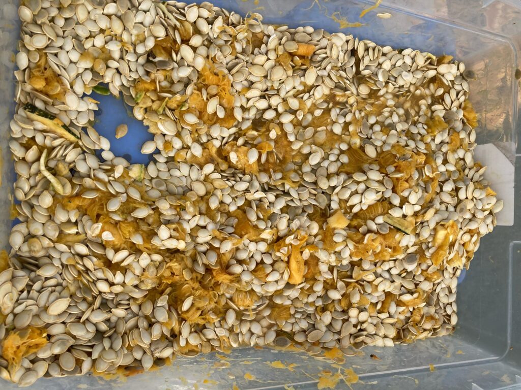 A plastic bin filled with summer squash seeds mixed with orange pulp after processing. Wet seed extraction method.