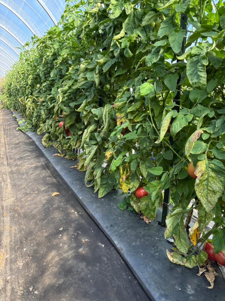Rows of red tomato plants growing vertically inside a high tunnel greenhouse. Organic tomato seed crop management.