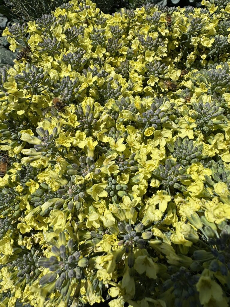 Close-up of bright yellow organic brassica seed flowers with bees actively pollinating. Seed production and beneficial insects.