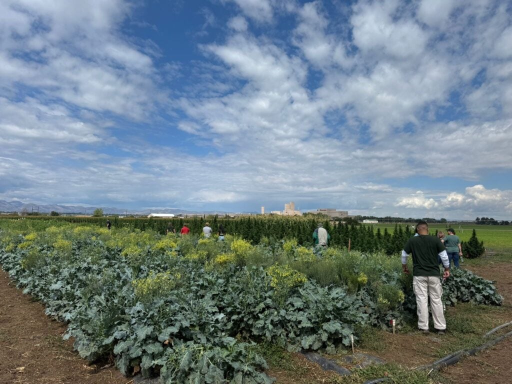 Organic farm workers harvesting seed crops under a cloudy sky. Biodiversity in agriculture.