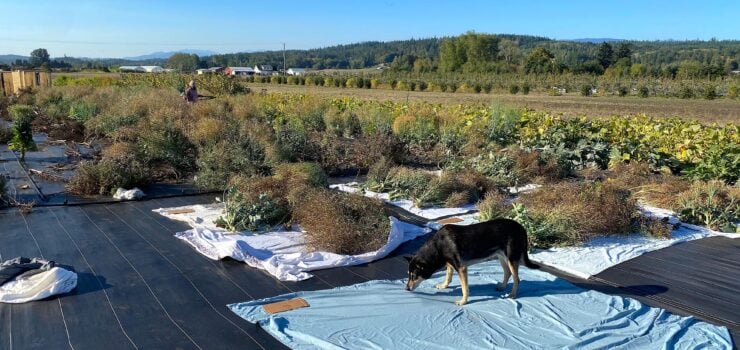 Organic seed field trial with harvested crops drying on tarps at research farm