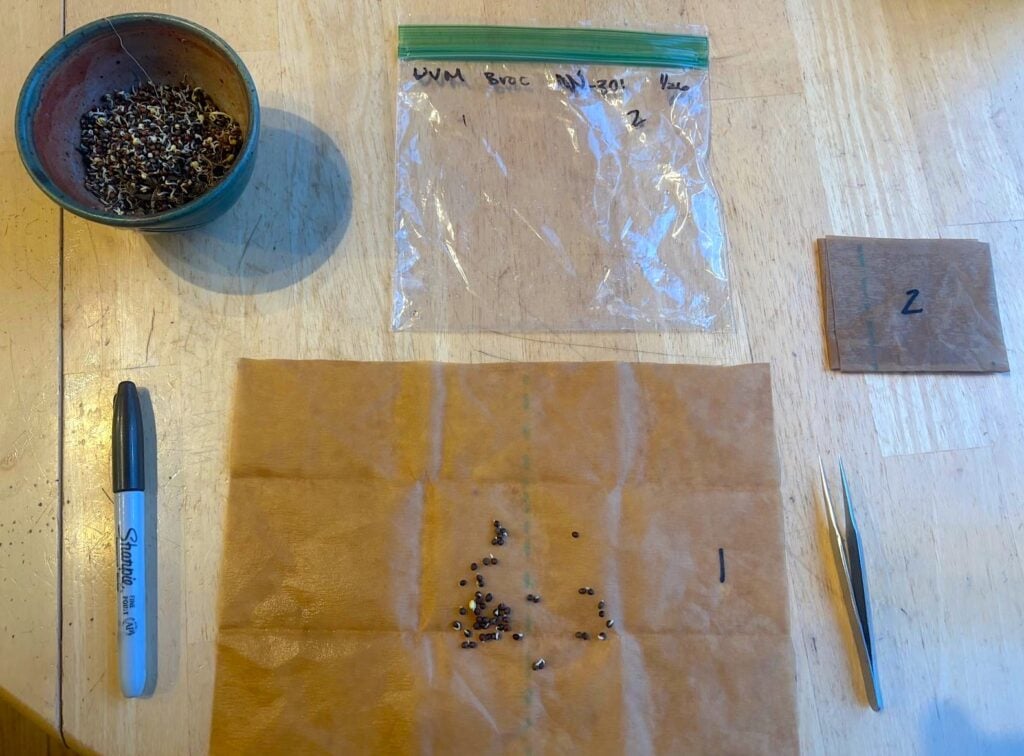 Broccoli seed germination testing setup for organic plant breeding research