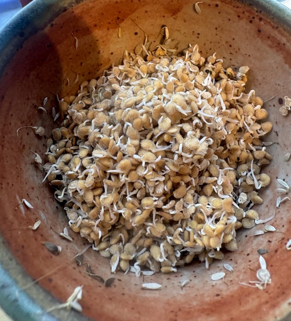 Germinated University of Vermont broccoli seeds from organic germination testing