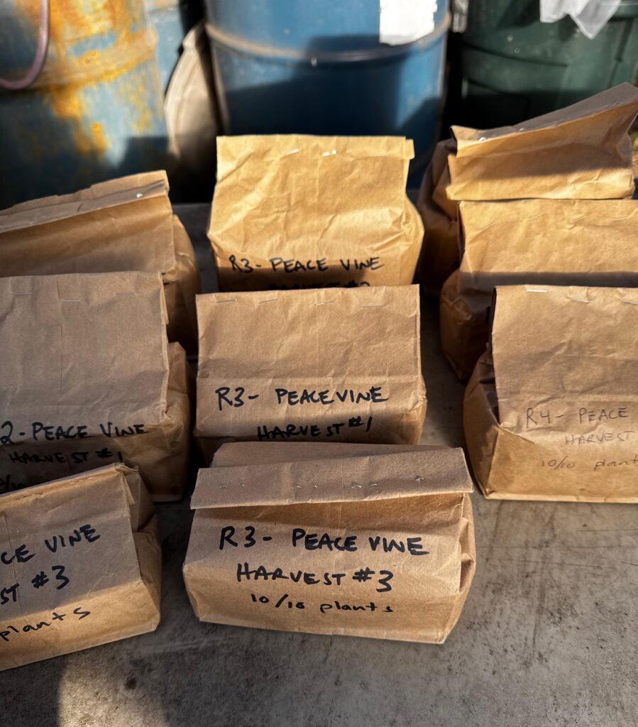 Peacevine cherry tomato seeds organized by harvest batch for organic seed trials